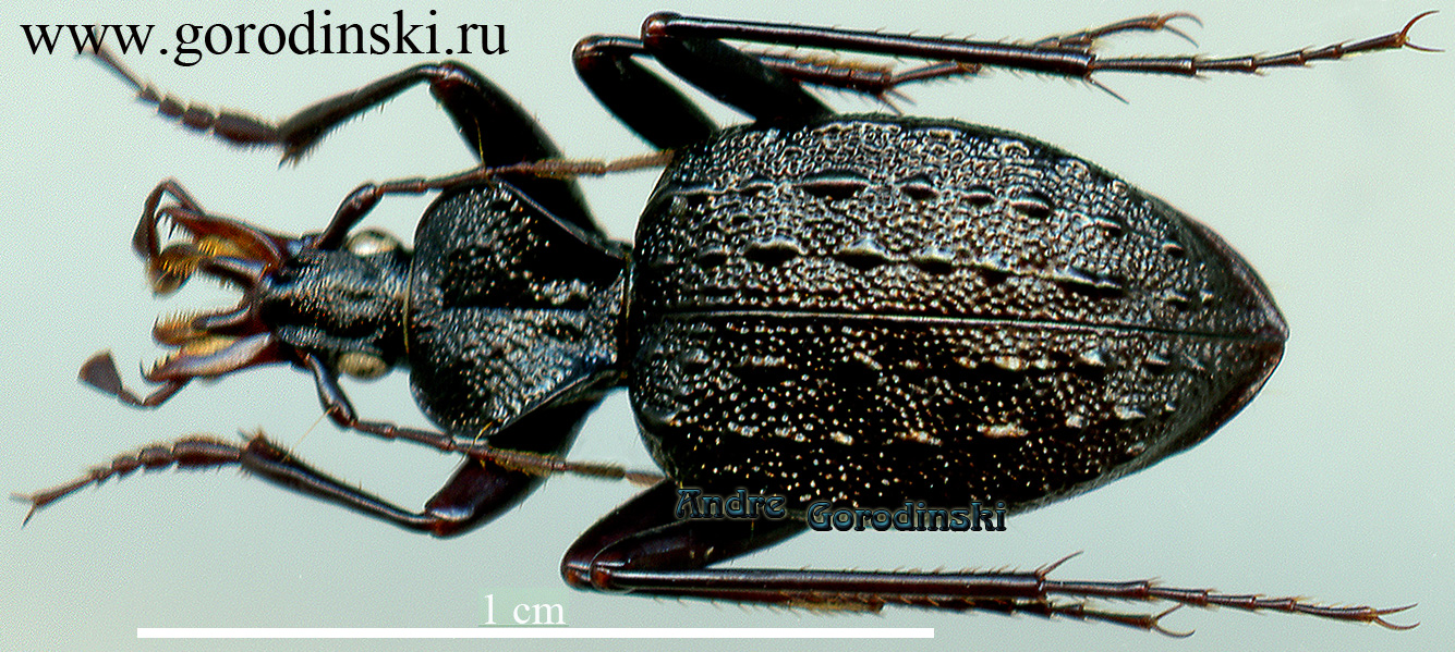 http://www.gorodinski.ru/carabidae/Cychrus minshanicola minshanicola.jpg